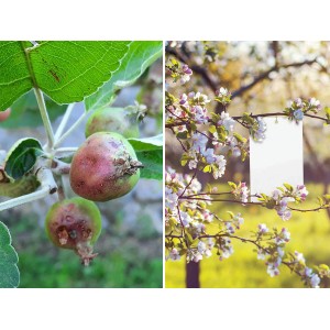 Bio Plantella бели лепящи ленти против насекоми и вредители 10 бр. Bio Plantella бели лепящи ленти против насекоми и вредители 10 бр.